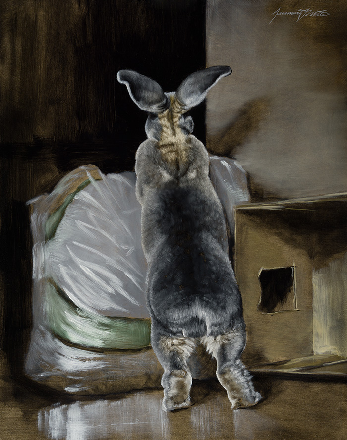 An alla prima animal painting of our gray rex bunny standing near his box.