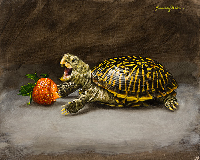 A still life painting of a box turtle eating a strawberry.